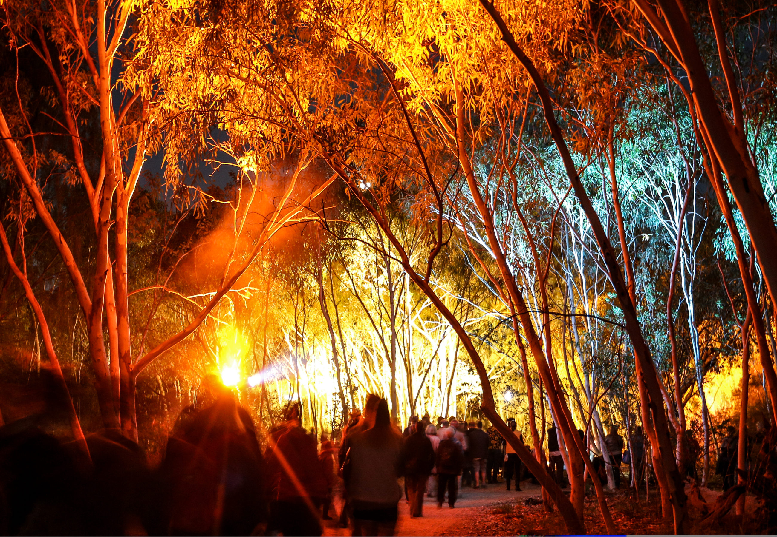 A crowd of people congregate underneath a canopy of eucalyptus trees at twilight. In the distance, a light shines through the trees.